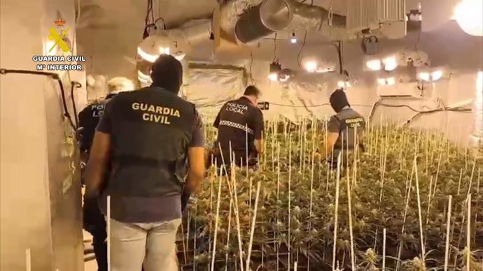 Plantación de marihuana en una casa en Hinojos.