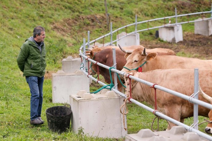 Archivo - Ganado durante la V Feria en defensa del ganadero de montaña 