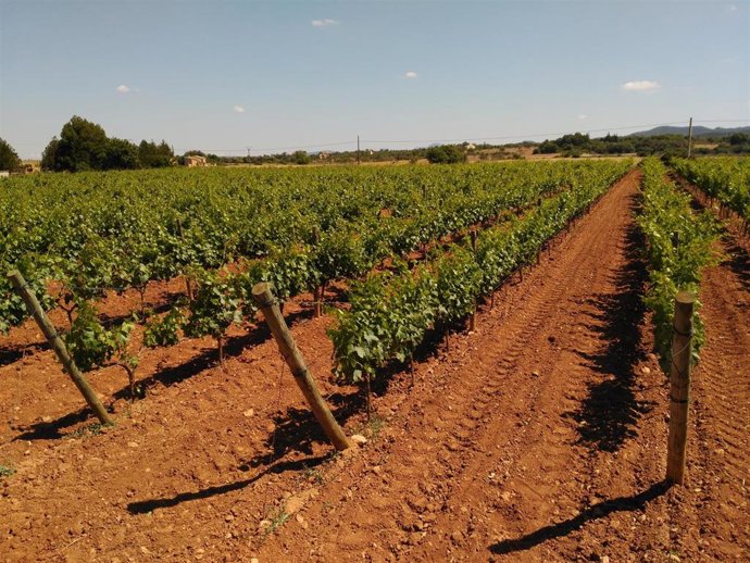 Archivo - Castilla y León, cuarta región con más ocupación en el sector agro, con más de 58.000 empleados