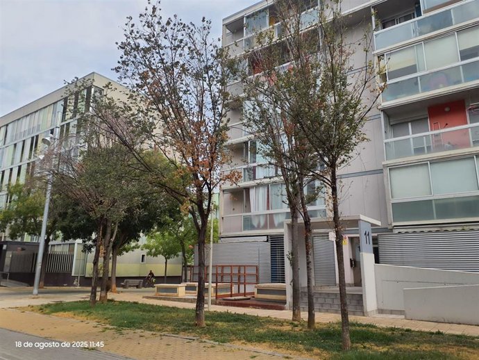 El Ayuntamiento de Zaragoza actuará sobre seis árboles afectados por una plaga en Valdespartera