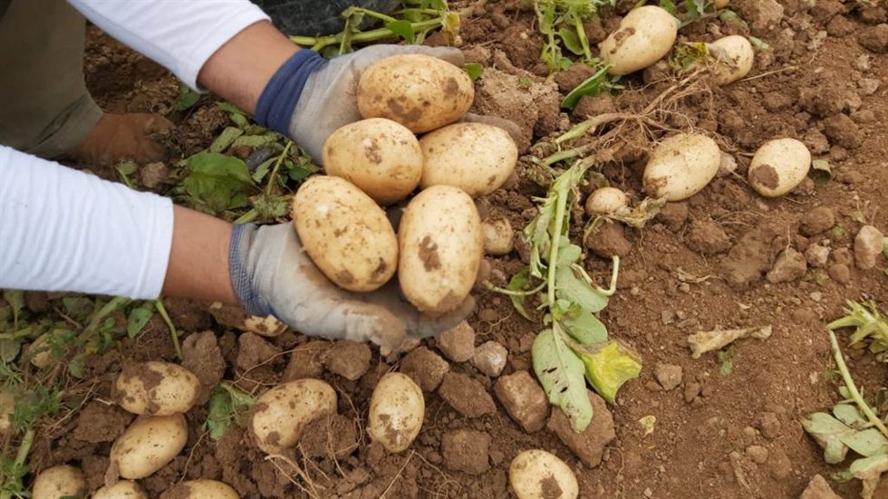 Archivo - Patatas, patata, agricultura