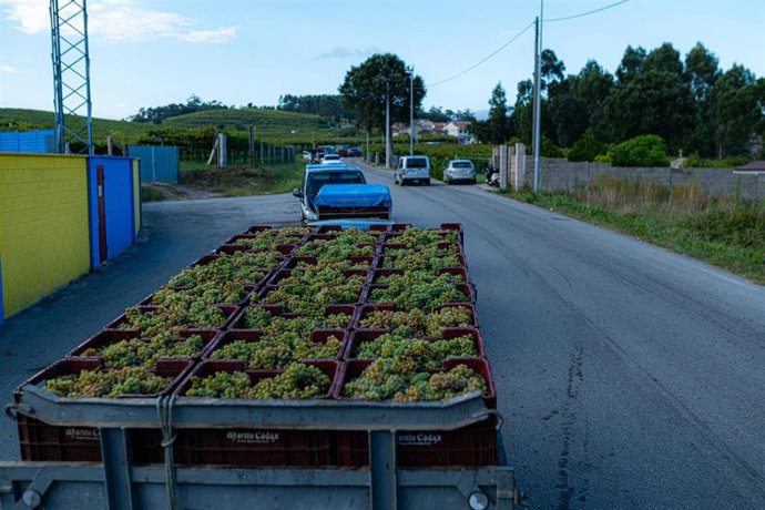 Archivo - Un remolque lleno de cajas con uvas