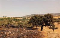 Extinguido el incendio forestal de Villanueva del Rey (Córdoba) activo desde el sábado