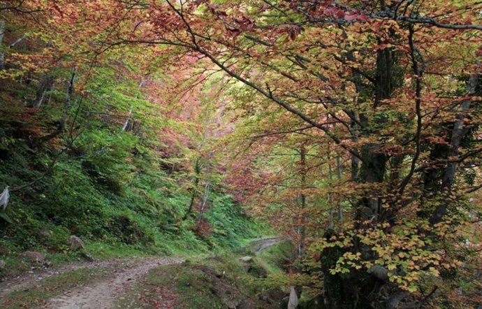 Archivo - Bosque asturiano