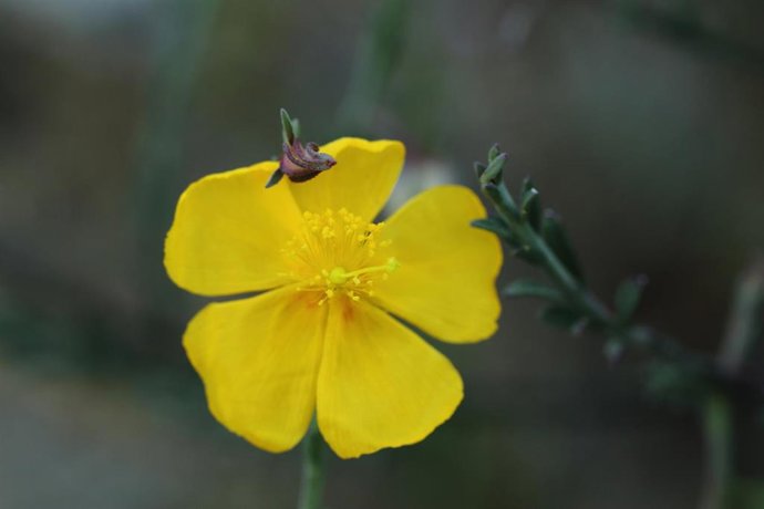 Imagen de la Fumana fontanesii.