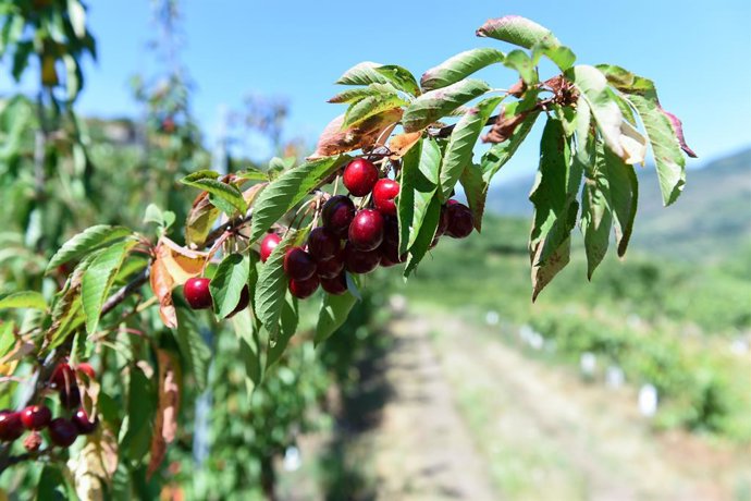 Archivo - Cerezas durante la recolección, 