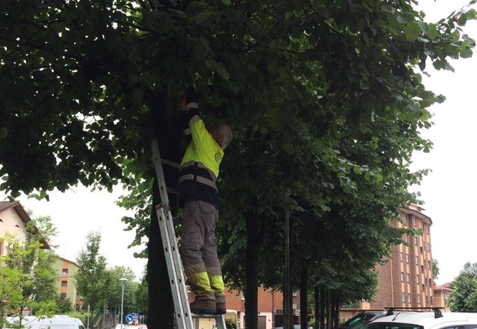 Lezo coloca mariquitas en tilos del municipio guipuzcoano para evitar la resina de las plagas de pulgón
