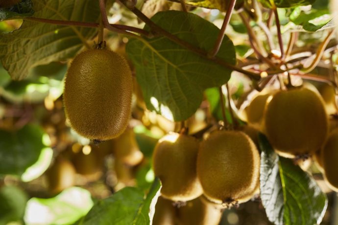 Archivo - Kiwi verde.