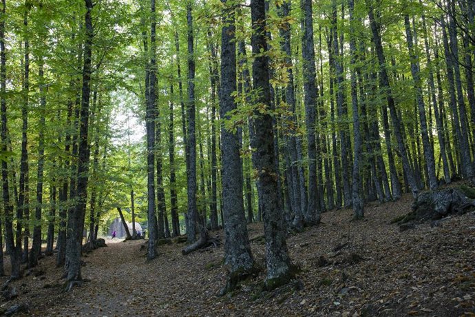 Archivo - Imagen de archivo de un sendero del Castañar de El Tiemblo, en El Tiemblo, Ávila, Castilla y León, (España).
