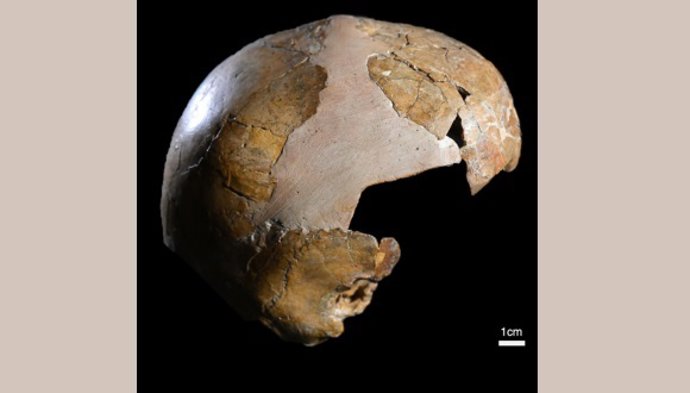 O crânio da criança Skhul I mostra a curvatura craniana típica do Homo sapiens.