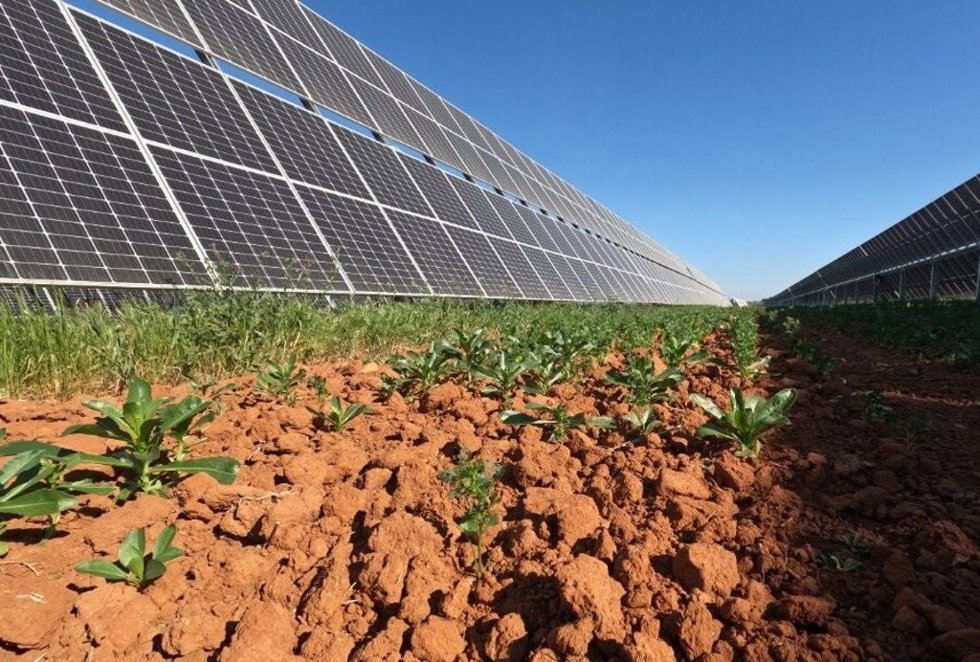 Archivo - Planta solar de Endesa en Andalucía.