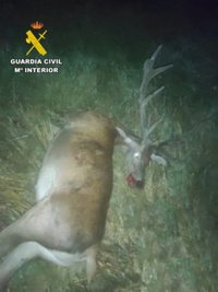 La Guardia Civil desarticula un grupo organizado y detiene a tres furtivos tras abatir a un ciervo en Albarracín