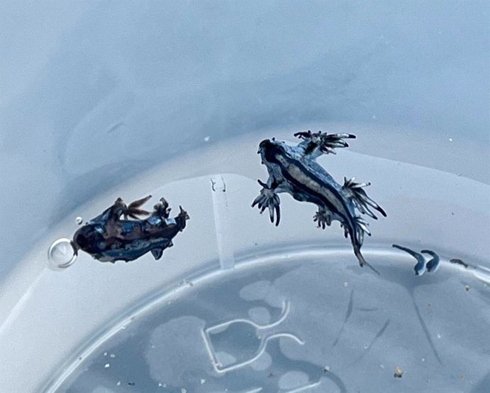 Imagen de los dragones azules aparecidos en la playa de Vivers de Guardamar del Segura