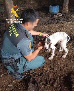 Un guardia civil atiende a unos de los perros que estaban encerrados en la caja del camión del denunciado por maltrato animal en Merindad de Valdeporres