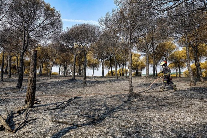 Un bombero de la Comunidad de Madrid sujeta una manguera para extinguir un incendio, a 19 de agosto de 2025, en Colmenar Viejo, Madrid (España). 