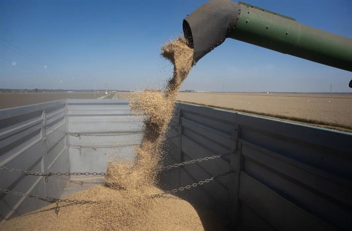 Archivo - Máquinas agrícolas recolectando arroz en las marismas del Guadalquivir.  Imagen de archivo.