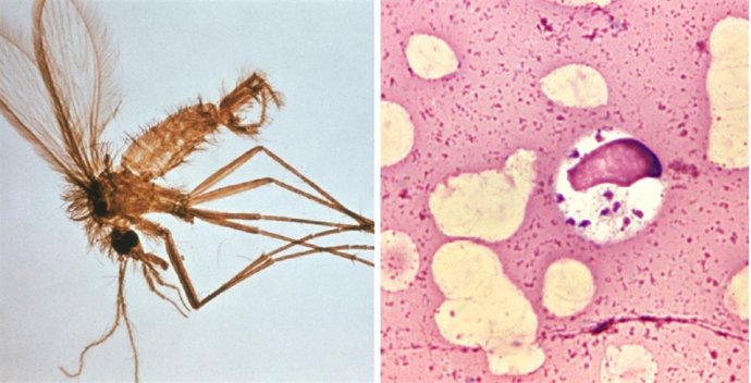 A la izquierda, flebótomo -transmisores de la enfermedad-, y a la derecha, 'Leishmania' visceral en células de médula ósea