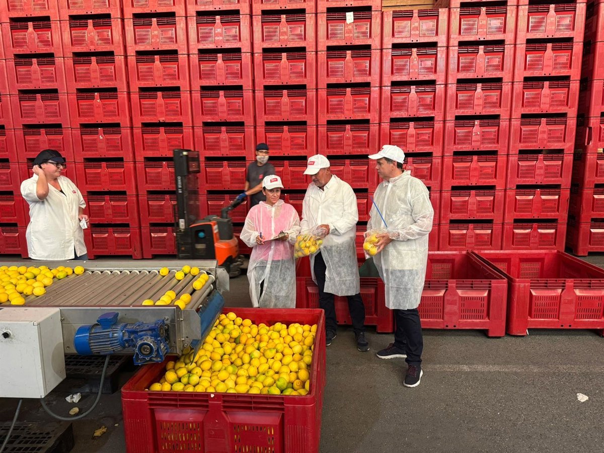 Técnicos de Agricultura inspeccionan más de 370 toneladas de limón importado para garantizar la ausencia de plagas