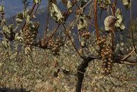 Agroseguro estima 2,8 millones en indemnizaciones por los incendios, con un récord de superficie siniestrada