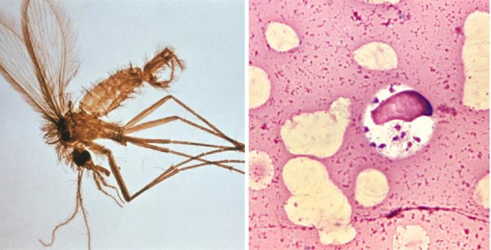 A la izquierda, flebótomo -transmisores de la enfermedad-, y a la derecha, 'Leishmania' visceral en células de médula ósea