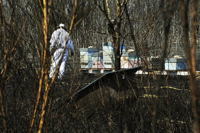 Archivo - Un apicultor revisa y riega sus colmenas junto a una zona quemada por el incendio de Cualedro (Ourense) en 2020. Foto de archivo.
