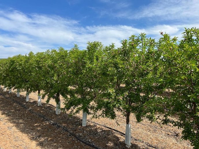 Archivo - Un cultivo de almendros.