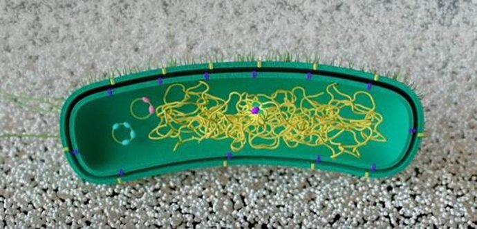 La proteína reprogramada sustituye a la original en el genoma.