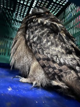 Los bomberos de Cuenca rescatan a un búho real en el recinto ferial.