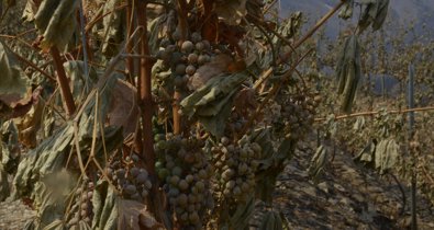 EpAgro - Agricultura