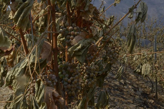 Viña afectado por el fuego, en las laderas de Cernego, en Villamartín de Valdeorras, Ourense, Galicia (España).