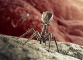Foto: Un virus bacteriófago modificado, "prometedor" para tratar enfermedades hereditarias