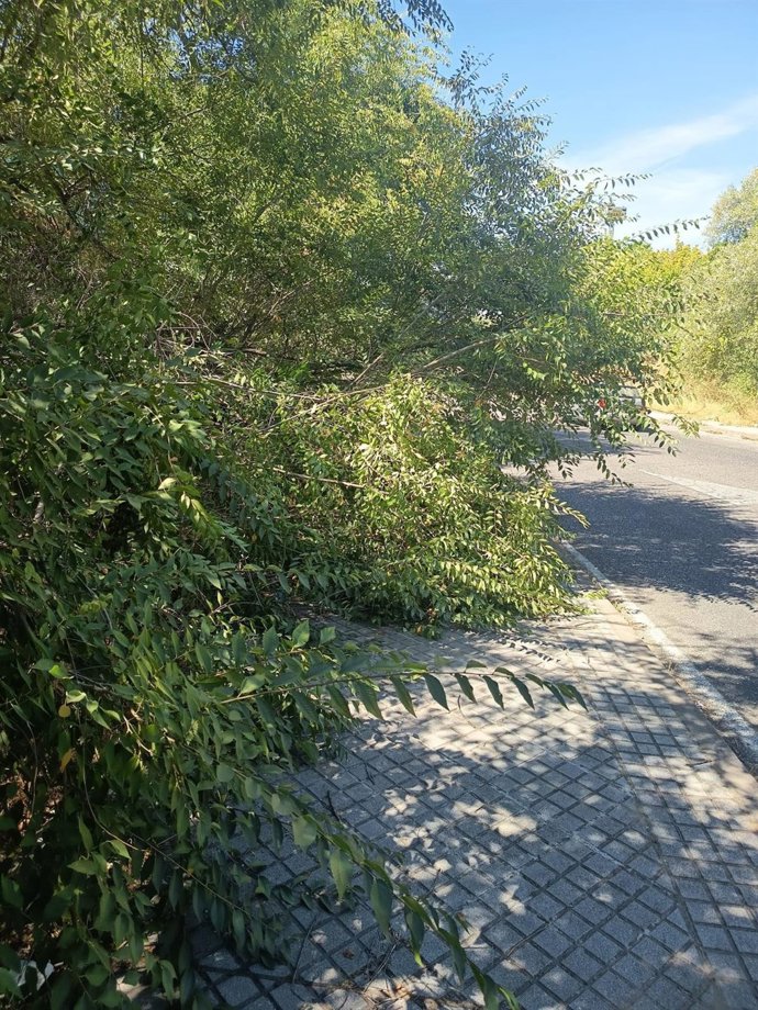 Imagen de la vegetación invadiendo aceras y calzadas en el Polígono Industrial de Las Quemadas.