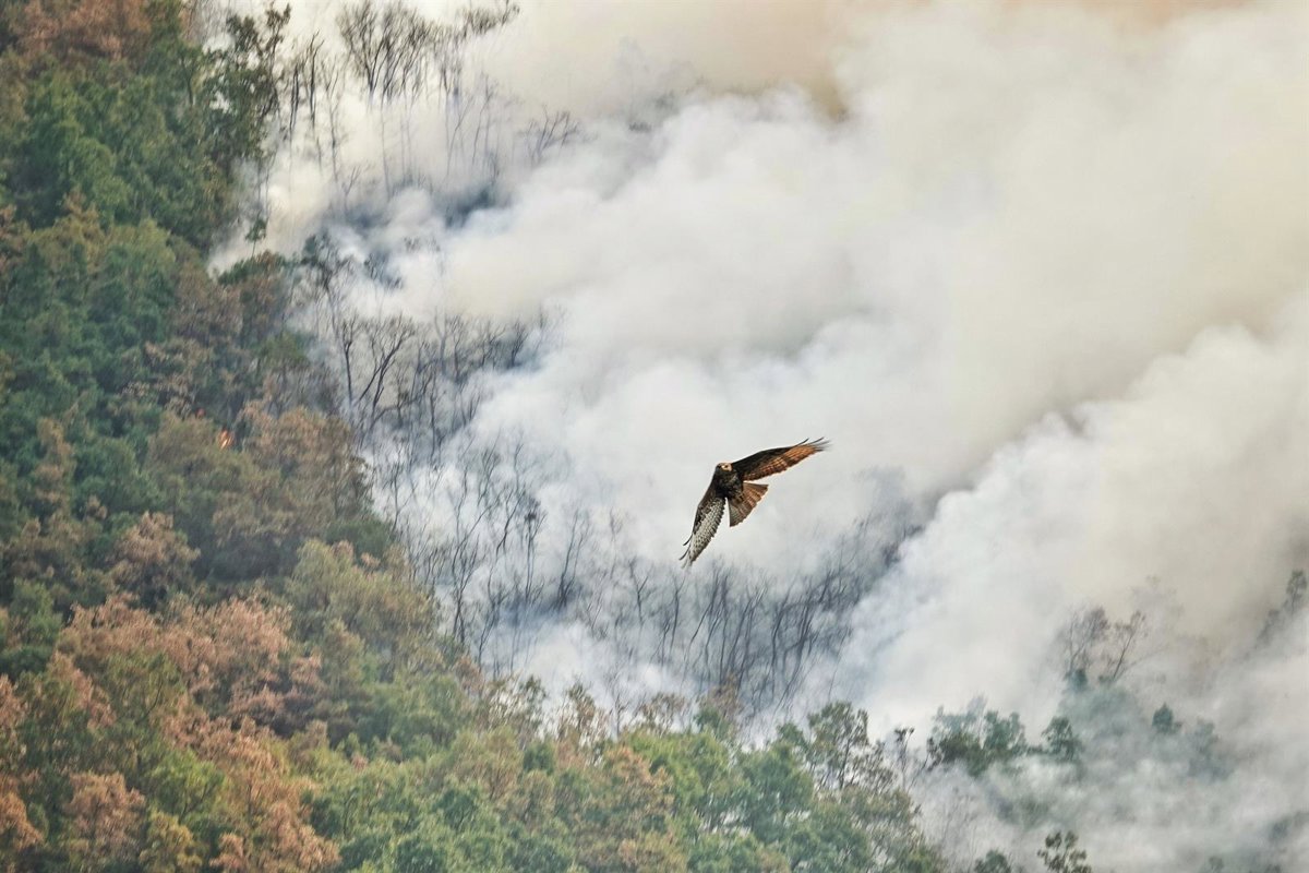El número de incendios activos se reduce a tres, a los que se suman otros tres estabilizados y uno controlado