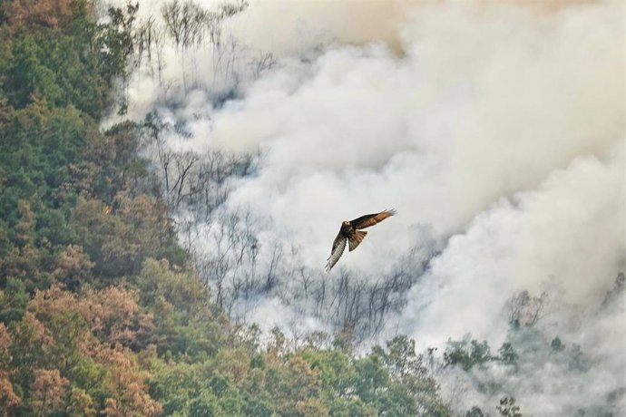Un ave rapaz huye del fuego de Dagaña (Asturias), a 21 de agosto de 2025, en Anllarinos del Sil, León, Castilla y León (España). El último balance de la situación de incendios forestales del Servicio de Emergencias del Principado de Asturias (SEPA) corres