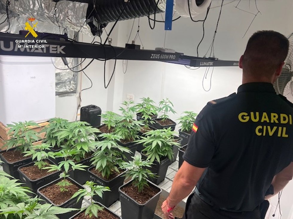 Desmantelan un cultivo de marihuana en una casa de Pedreguer (Alicante) e intervienen 2.500 gramos de droga