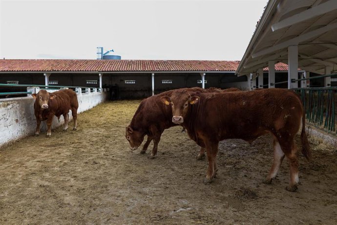 Archivo - Vacas en las instalaciones de ganado del Instituto Madrileño de Investigación y Desarrollo Rural, Agrario y Alimentario (IMIDRA), Centro de Transferencia Tecnológica "La Chimenea", cuya actividad continúa por ser imprescindible, el día en el que