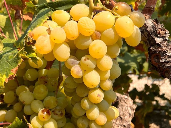 Uva moscatel de Teulada