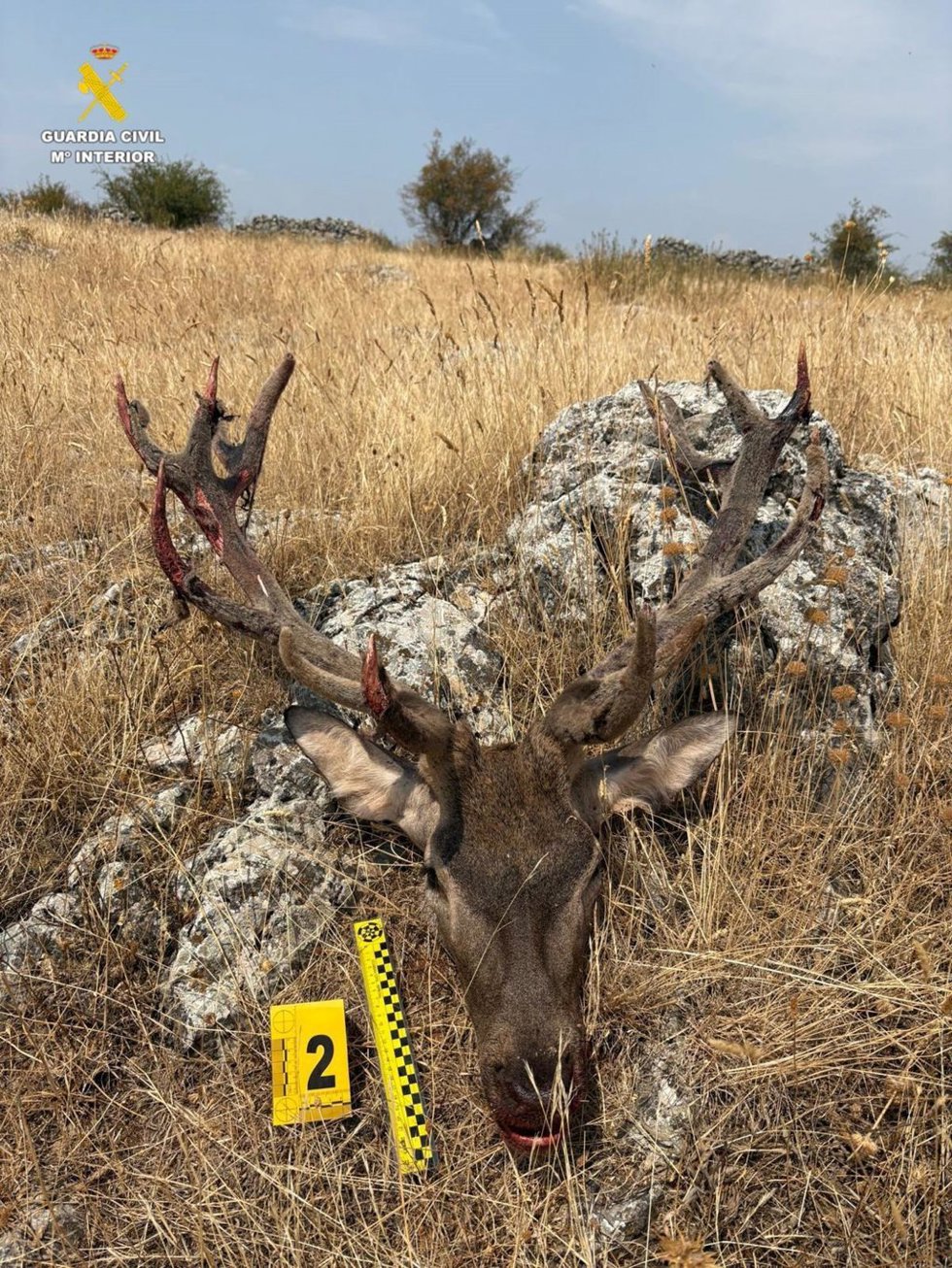 El trofeo decapitado del ciervo macho