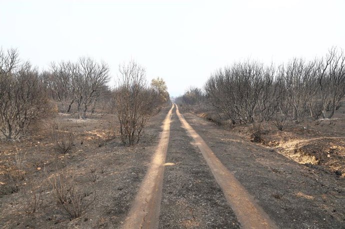 Vista de la zona afectada por el incendio en Molezuelas de la Carballeda, a 19 de agosto de 2025, en Molezuelas de la Carballeda, Zamora, Castilla y León (España)