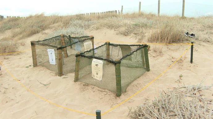Imagen de los dos niños con los 243 huevos en la Playa de La Punta del Saler