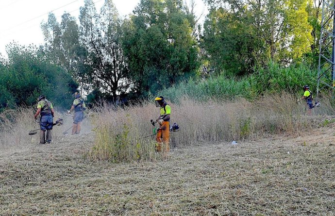 Un operario realiza tareas de desbroce en una zona de Jerez de la Frontera (Cádiz)