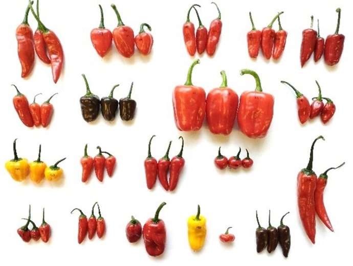 La Universitat Politècnica de València crea la primera colección en el mundo de pimientos MAGIC