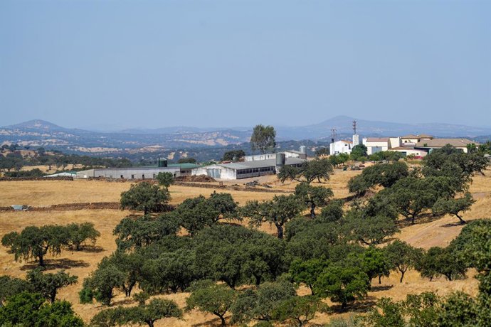 Imágenes de la explotación de ganadería extensiva que ha visitado el consejero de Agricultura, Pesca, Agua y Desarrollo Rural, Ramón Fernández-Pacheco. A 5 de agosto de 2025, en El Cerro de Andévalo, Huelva (Andalucía, España). El consejero de Agricultura