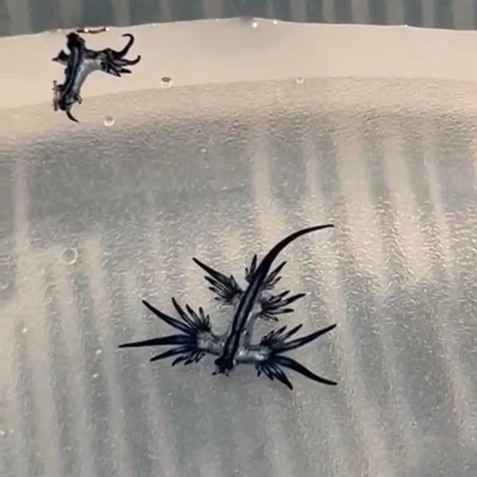 Prohibido el baño en las playas de Guardamar del Segura al detectar de nuevo cinco ejemplares de dragón azul