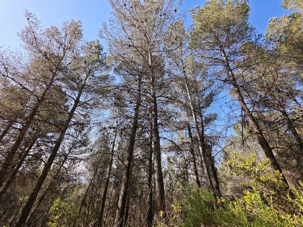 Pinada situada en el Coto Real de la Marina de la Sierra de Burete, ubicada en el término municipal de Cehegín.