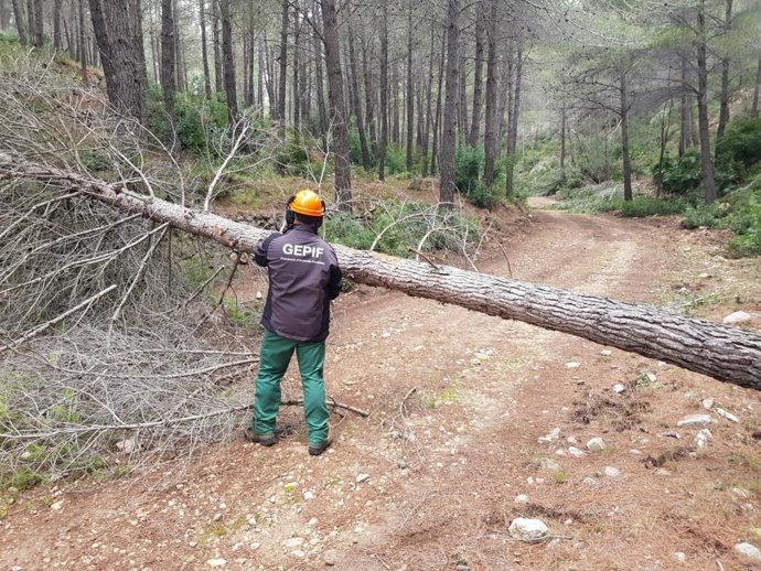 Retirada d'un arbre sec en el marc de les actuacions