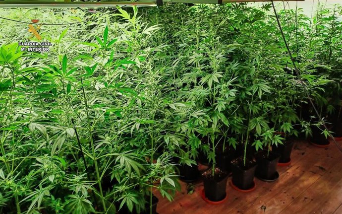 Plantación de marihuana 'indoor' en Oza-Cesuras.