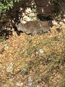 Rescatan a una cabra montesa del interior de uno de los pozos de la nieve en Sierra Espuña