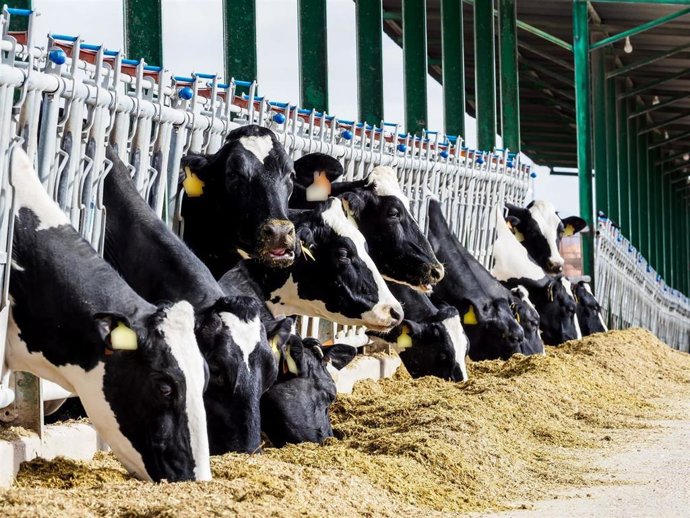 Archivo - Arquivo - Gañado bovino.