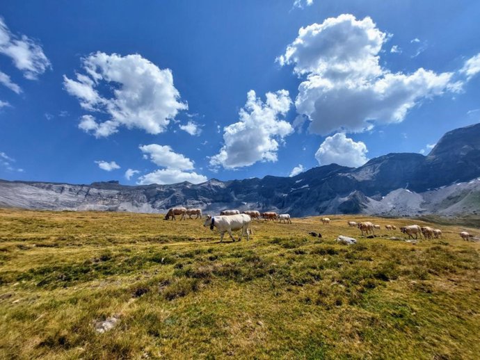 El CITA participa en el 76 Congreso Anual de la Federación Europea de Ciencia Animal